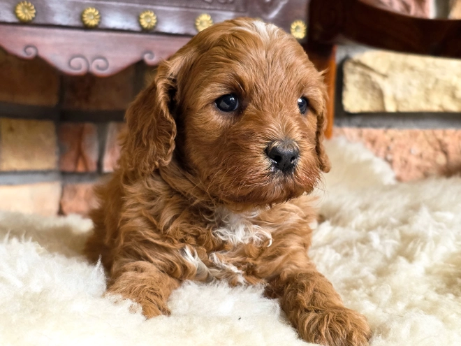 Cavapoo puppy for sale