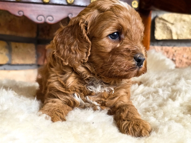 Cavapoo puppy for sale