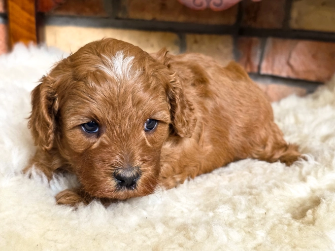 Cavapoo puppy for sale