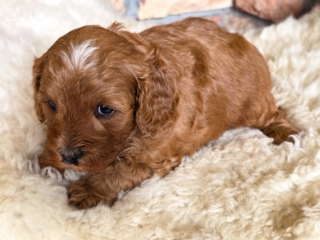 Cavapoo puppy for sale