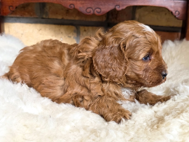 Cavapoo puppy for sale