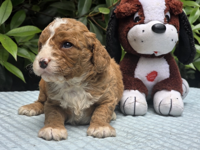 Cavapoo puppy for sale