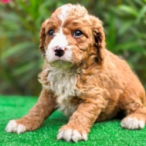 Tamara – F1b, red and white Cavapoo Welpen kaufen