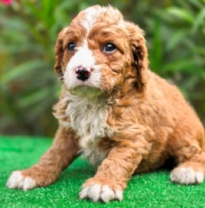 Cavapoo puppy for sale
