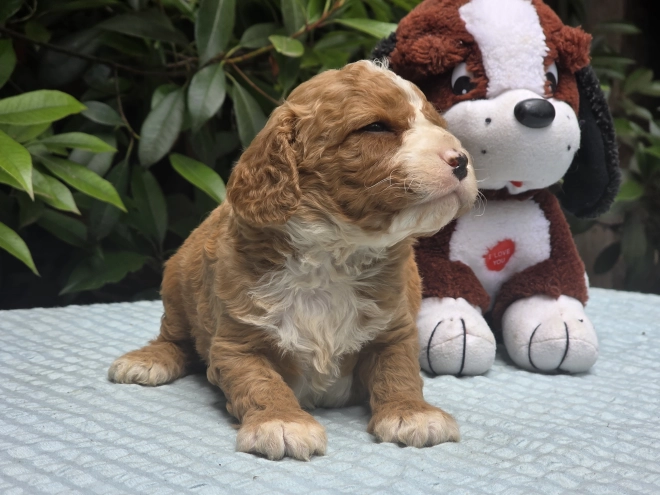 Cavapoo puppy for sale