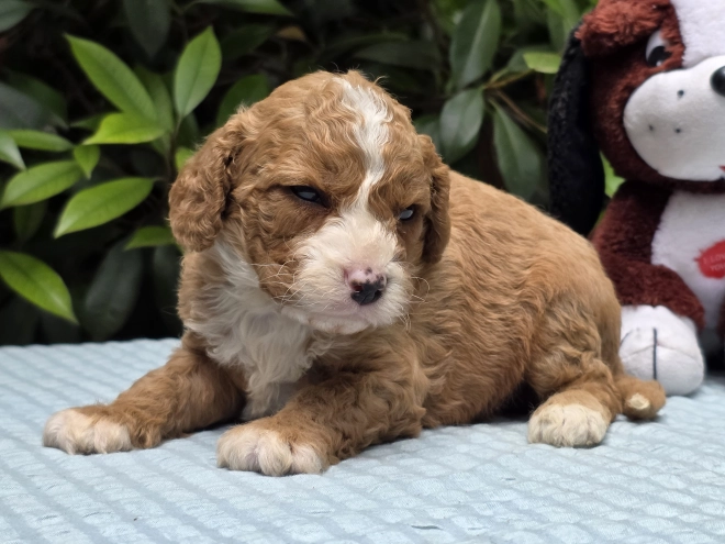 Cavapoo puppy for sale