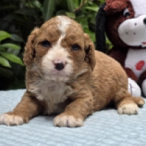 Tamara – F1b, red and white Cavapoo for sale