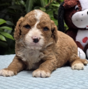 Cavapoo puppy for sale