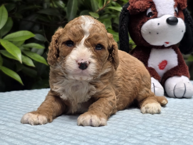 Cavapoo puppy for sale