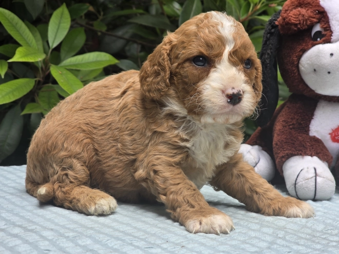 Cavapoo puppy for sale