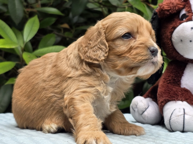 Cavapoo puppy for sale