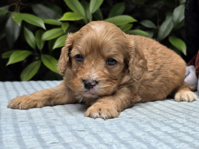 Cavapoo puppy for sale