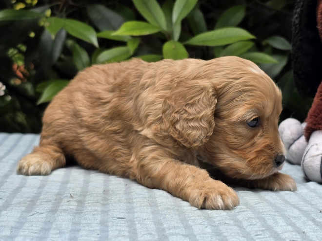 Cavapoo puppy for sale