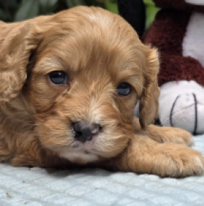 Cavapoo puppy for sale