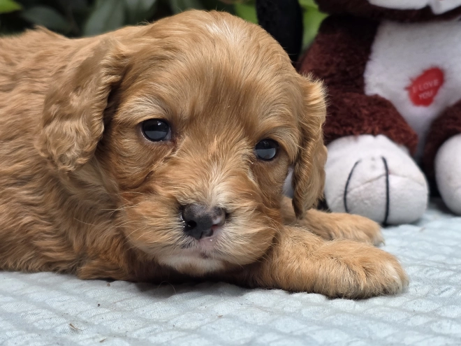 Cavapoo puppy for sale