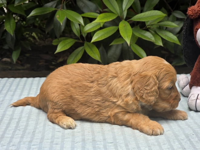 Cavapoo puppy for sale