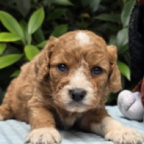 Tilda – F1b, red and white Cavapoo for sale