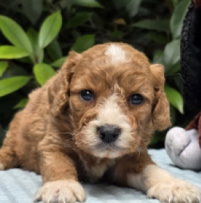 Cavapoo Welpe kaufen