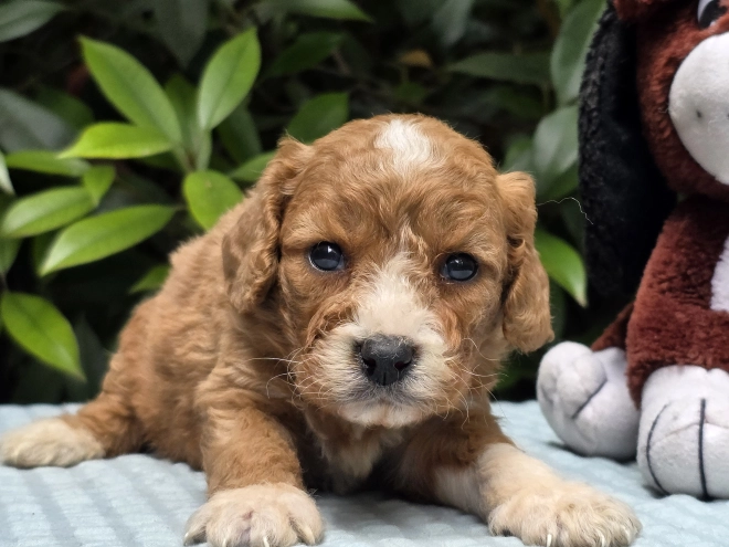 Perros Cavapoo en venta