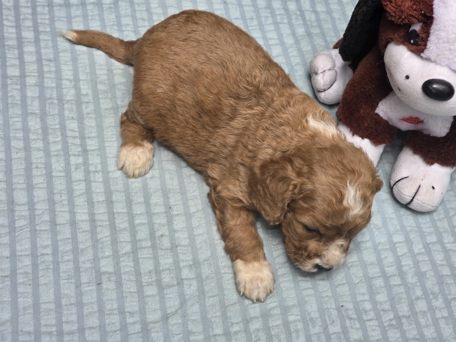 Perros Cavapoo en venta