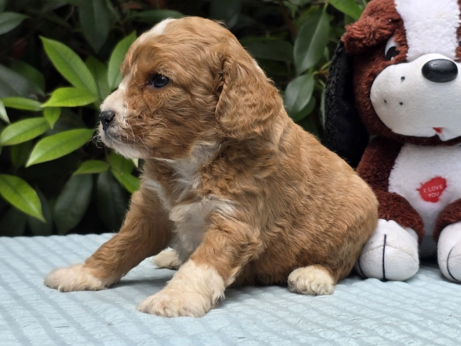 Perros Cavapoo en venta