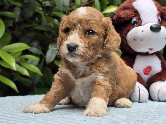 Perros Cavapoo en venta