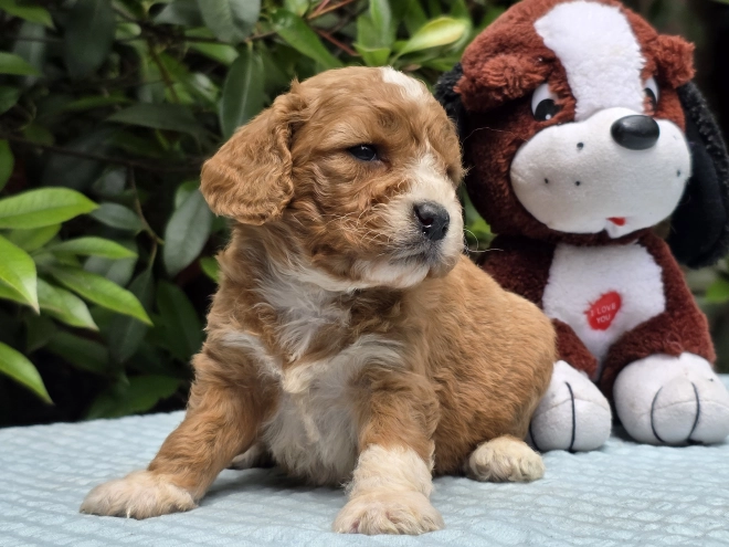 Perros Cavapoo en venta