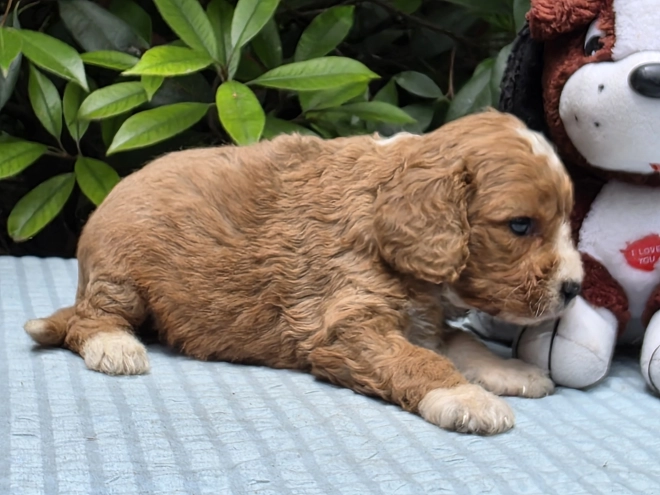 Perros Cavapoo en venta