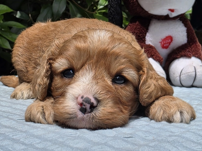 Cavapoo puppy for sale