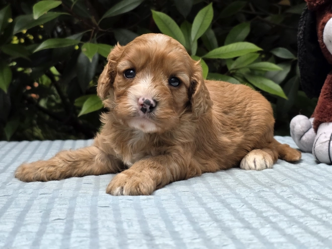 Cavapoo puppy for sale