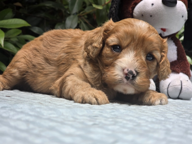 Cavapoo puppy for sale