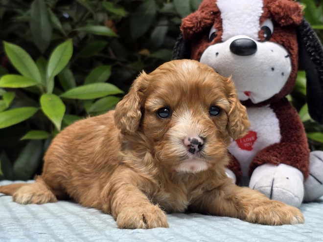 Cavapoo puppy for sale