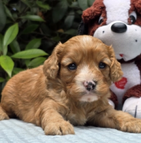 Cavapoo puppy for sale