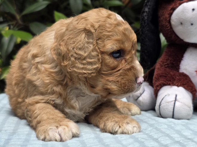 Cavapoo puppy for sale