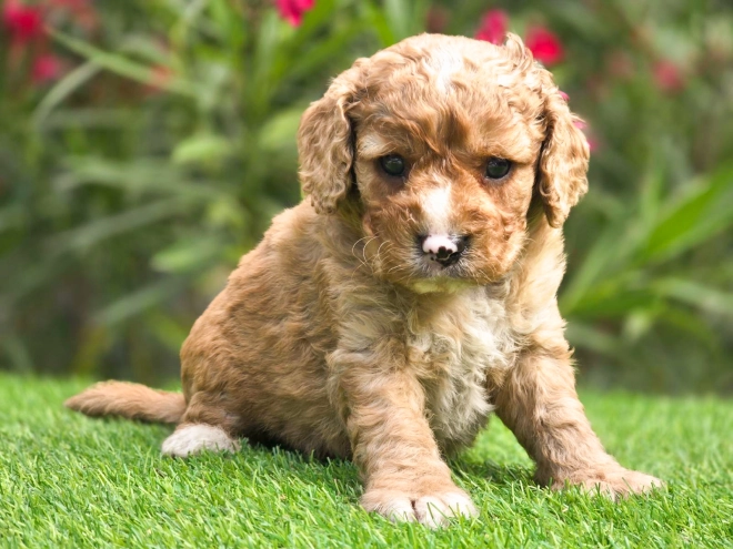 Cavapoo puppy for sale