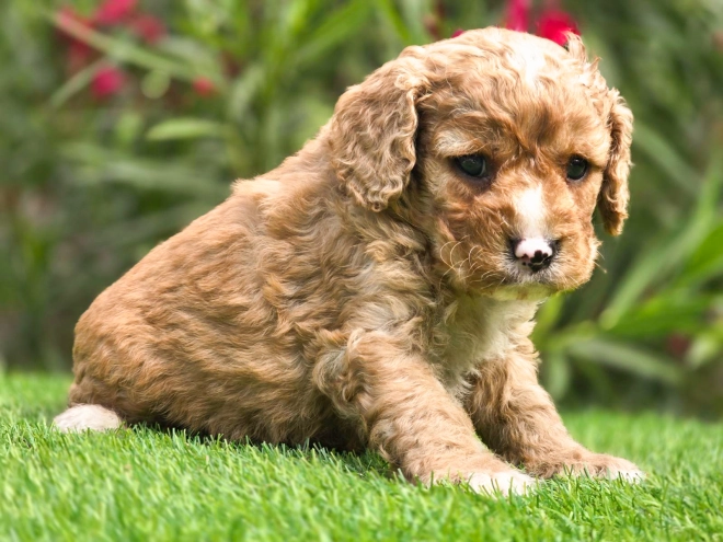 Cavapoo puppy for sale