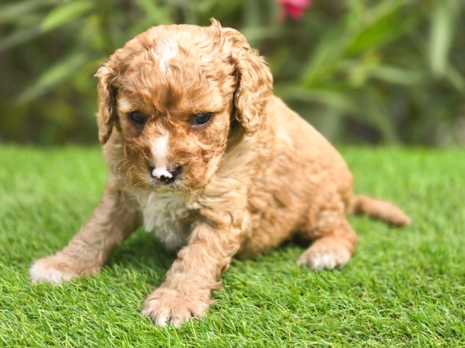 Cavapoo puppy for sale