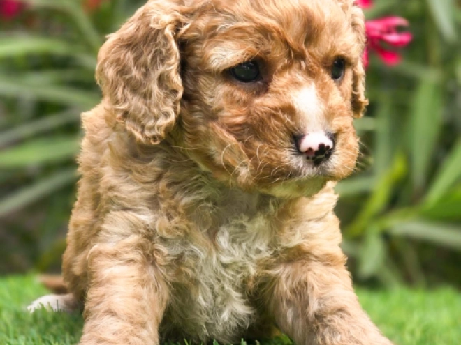 Cavapoo puppy for sale