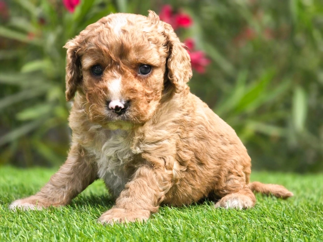 Cavapoo puppy for sale
