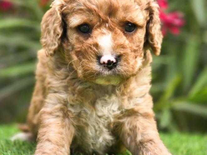 Cavapoo puppy for sale