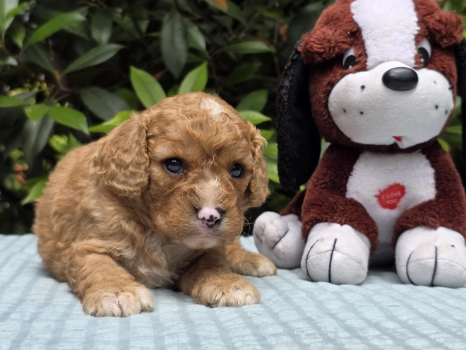 Cavapoo puppy for sale
