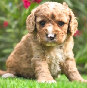 Cavapoo puppy for sale