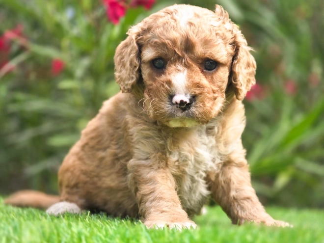 Cavapoo puppy for sale