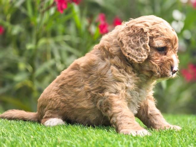 Cavapoo puppy for sale