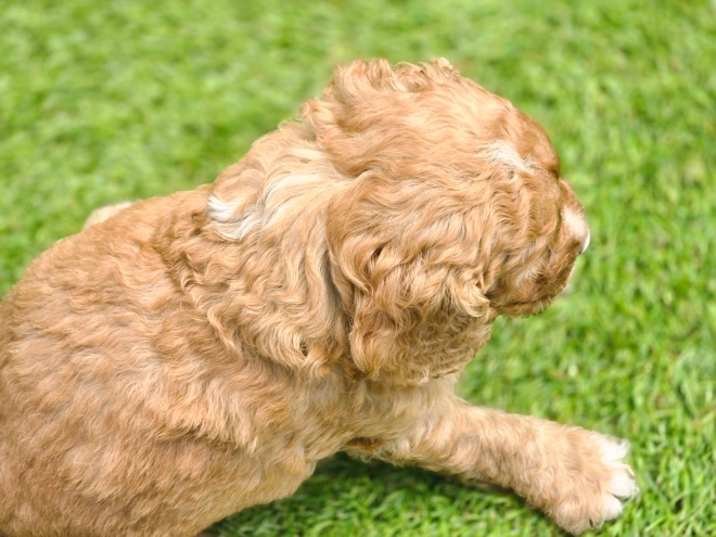 Cavapoo puppy for sale