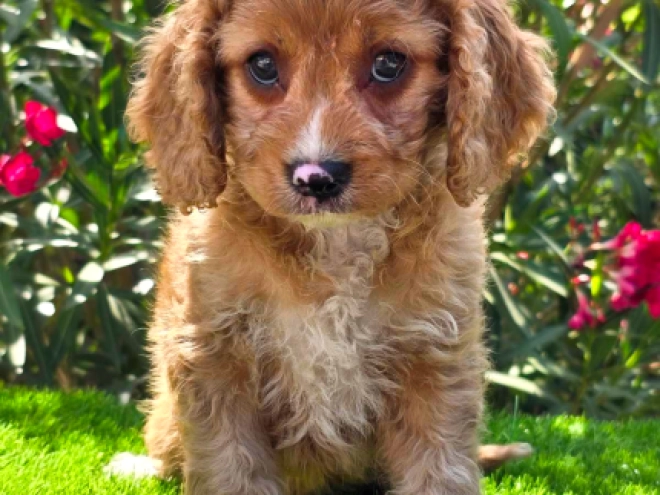 Cavapoo puppy for sale