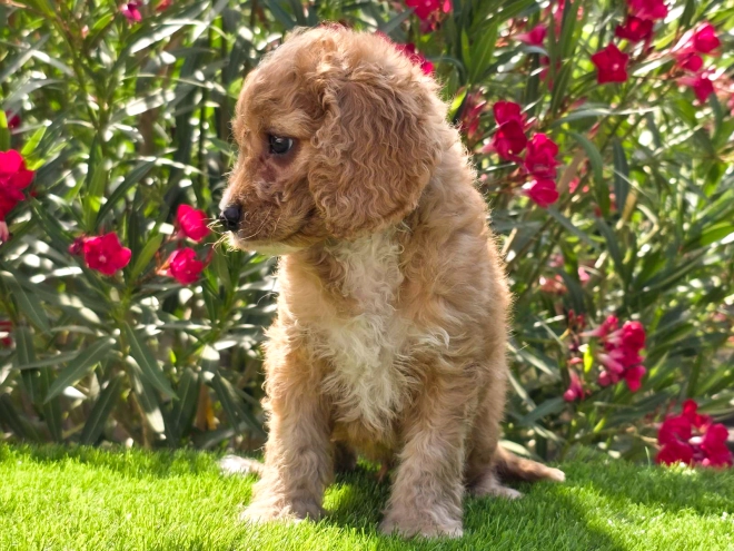 Cavapoo puppy for sale