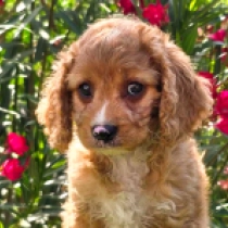 Teddy Bear – F1b, golden Cavapoo for sale