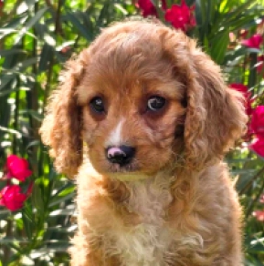 Perros Cavapoo en venta