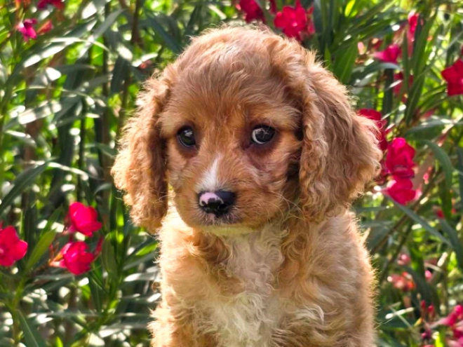 Cavapoo puppy for sale